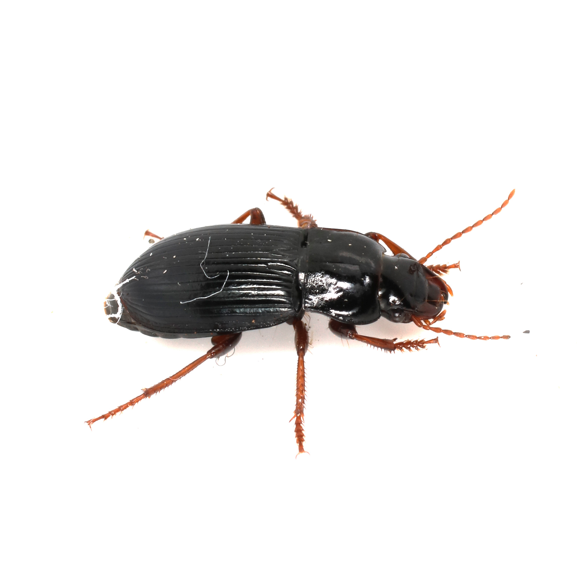 Carabidae: Harpalus? S, Harpalus atratus